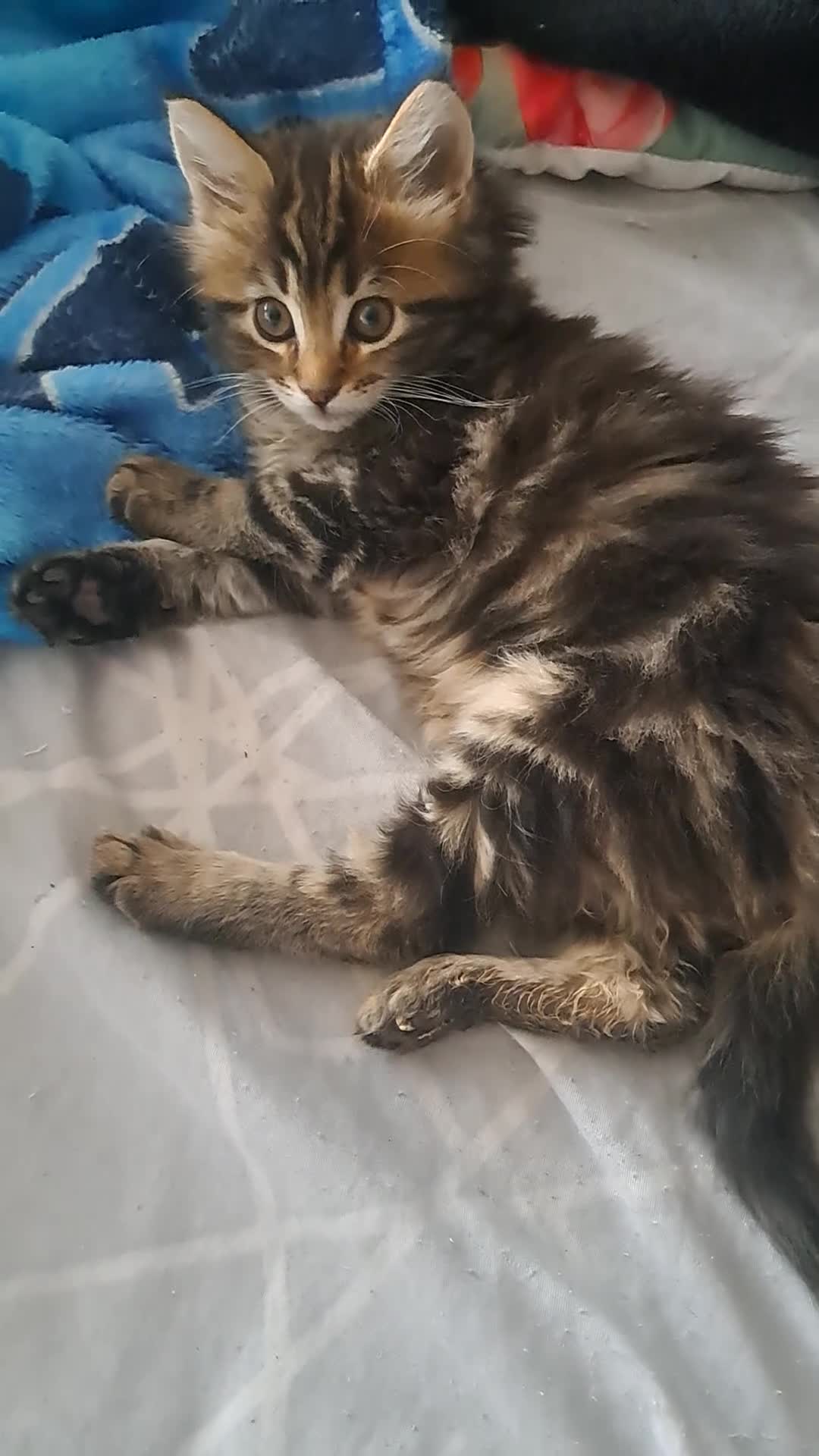 Mixed Breed cats for sale: 💜3 beautiful kittens Maine coon mix Ragdoll  🍭 - Video 3