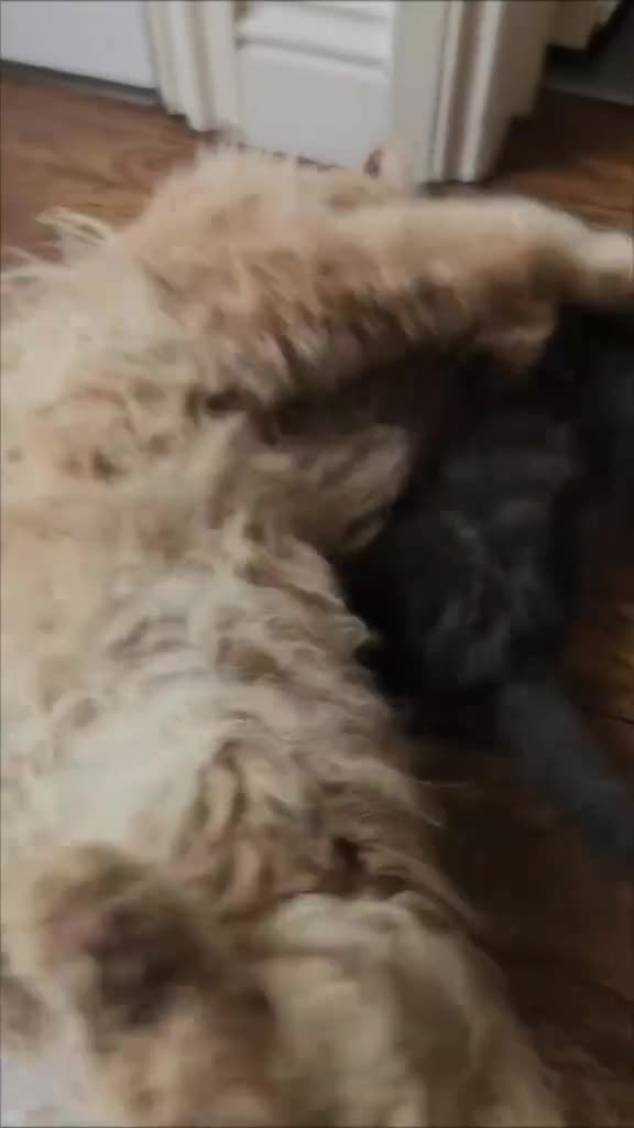Maine Coon cats for sale: Mainecoon kittens - Video 5