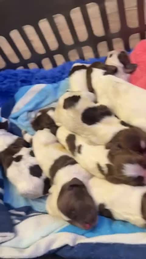 English Springer Spaniel dogs for sale: Pure springer puppies - Video 3