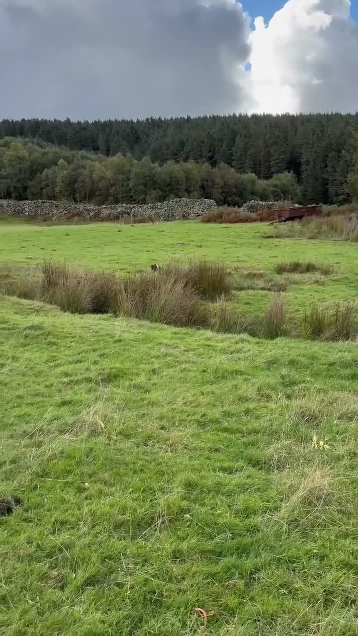 Smooth Collie dogs for sale: Collie female  in Bangor - Video 1