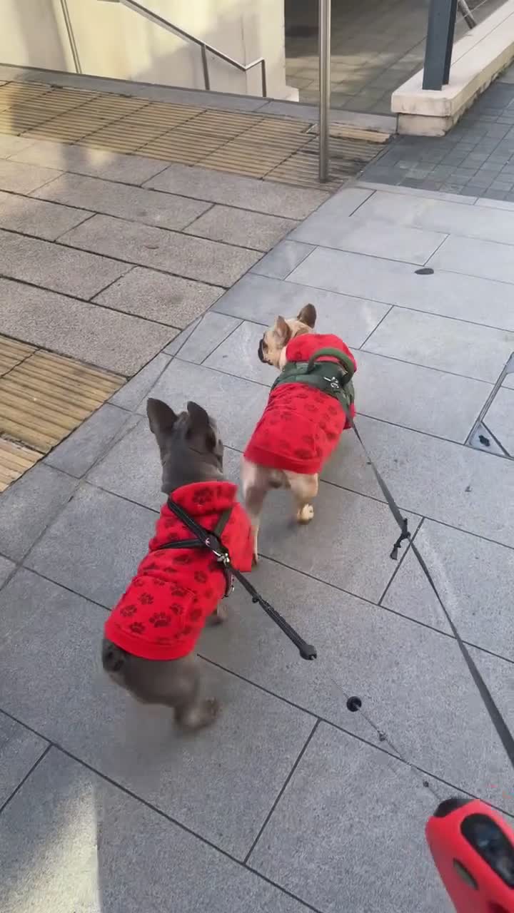 French Bulldog dogs for sale: Silver/Lilac French Bulldog Boy.  - Video 4