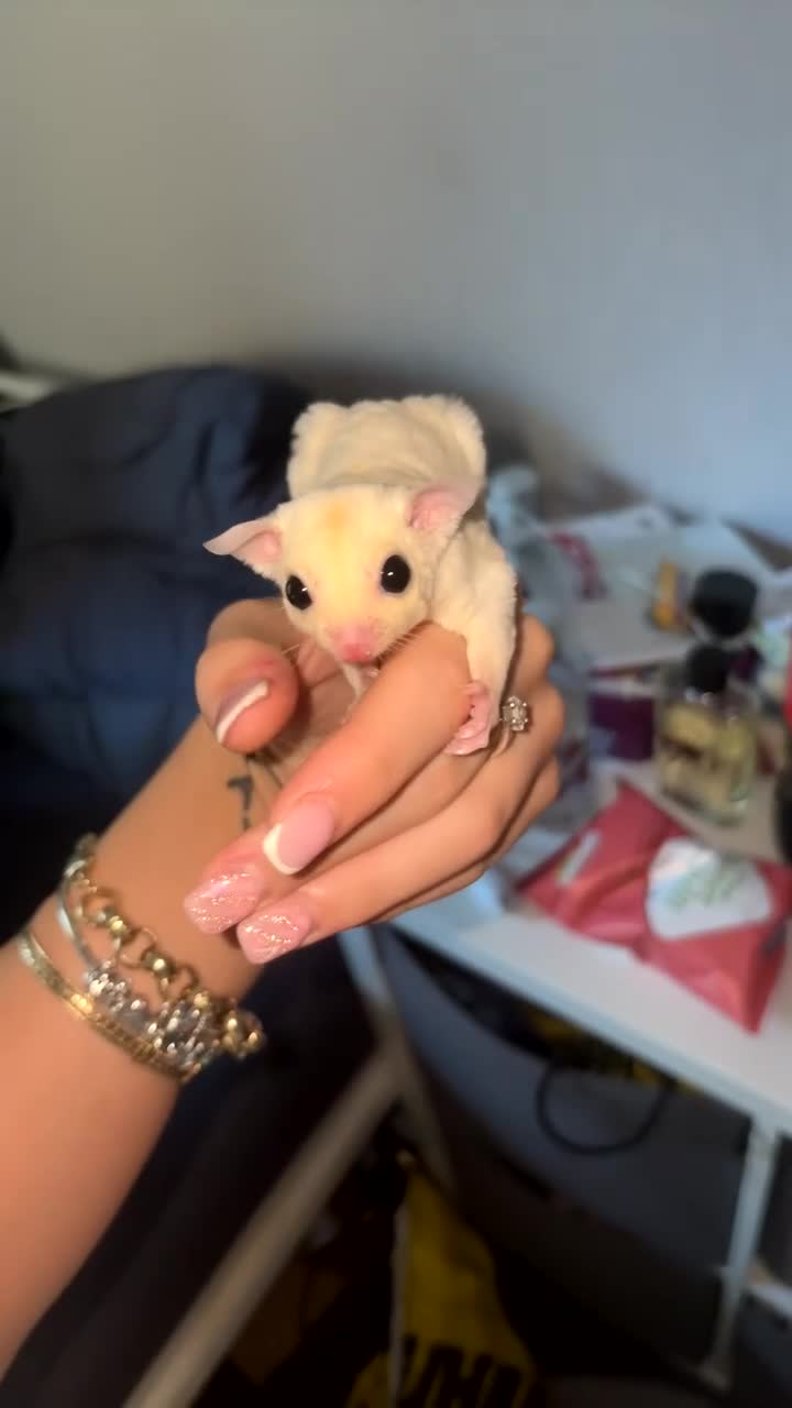 Sugar Glider rodents for sale: Here are my sugar gliders  - Video 1