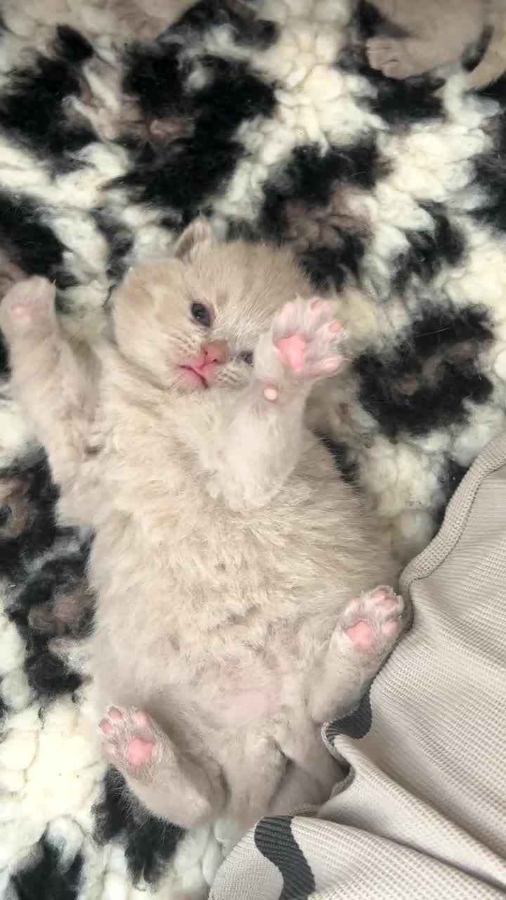 British Shorthair cats for sale: Gccf British short hairs 🥇 - Video 1