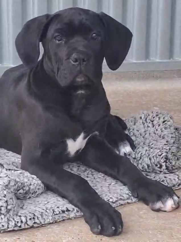 Cane Corso dogs for sale: CANE CORSO PUPPIES - Video 1