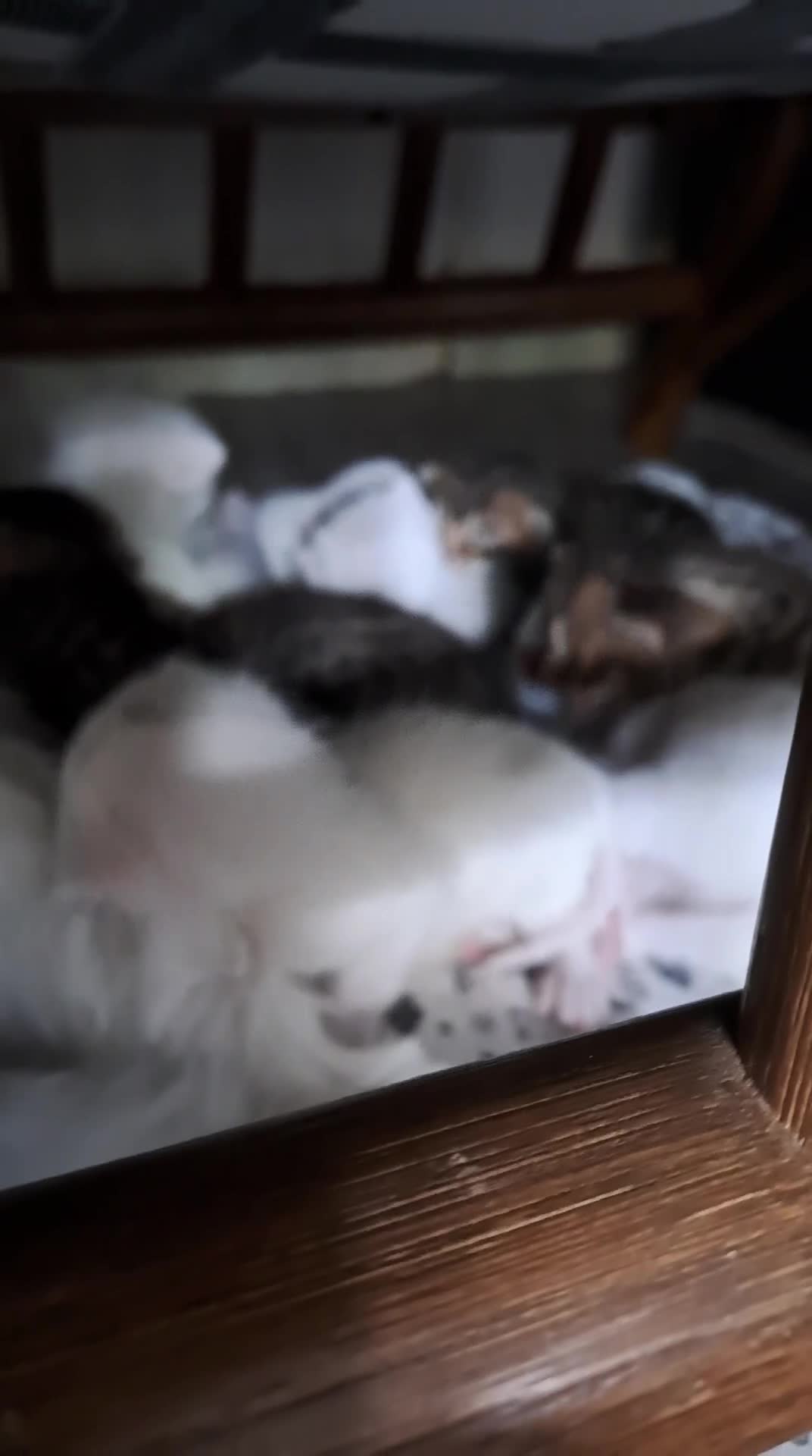 Bengal cats for sale: 1 All white stunning female kittens for sale - Video 1