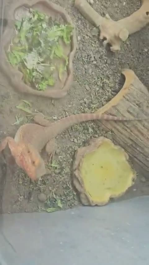 Bearded Dragon reptiles for sale:  2 Male bearded dragon + 1 female dragon  - Video 2