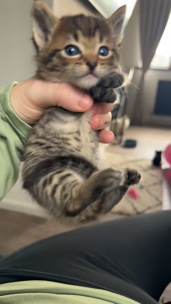 Ragdoll cats for sale: Ragdoll x Bengal  - Video 1