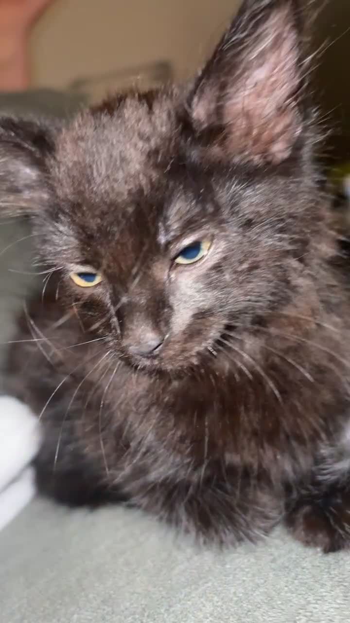 British Longhair cats for sale: Male long haired  - Video 2