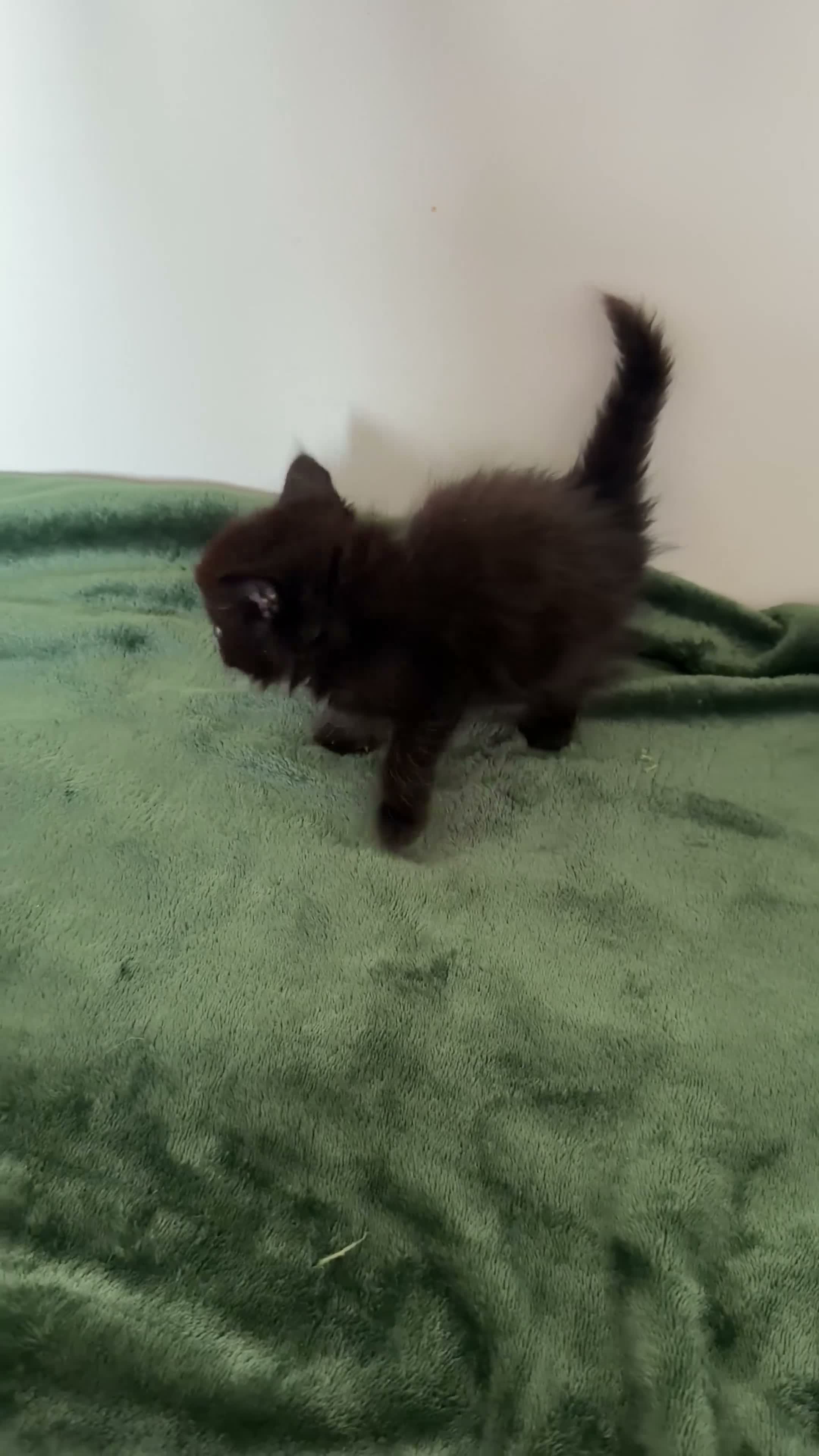 Mixed Breed cats for sale: Fluffy Half Ragdoll/Half Tuxedo Kittens🐾 - Video 4