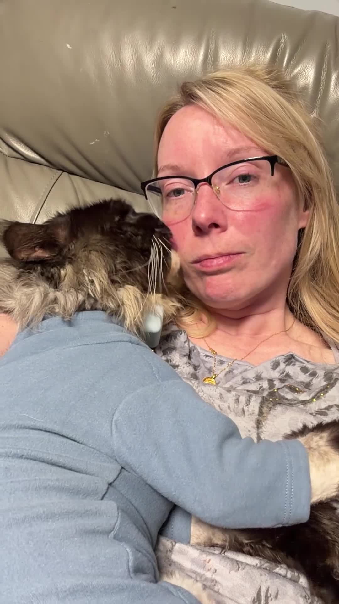 Maine Coon cats for sale: Champion XL Russian Maine coon X GCCF bengal - Video 2