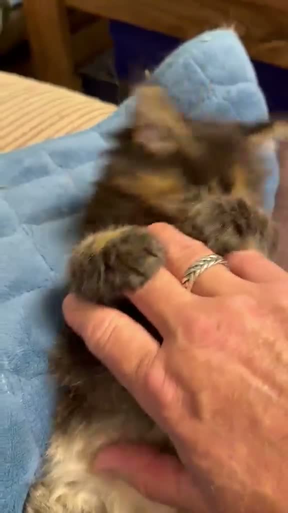 Maine Coon cats for sale: Pure breed Maine coon kittens for sale - Video 1
