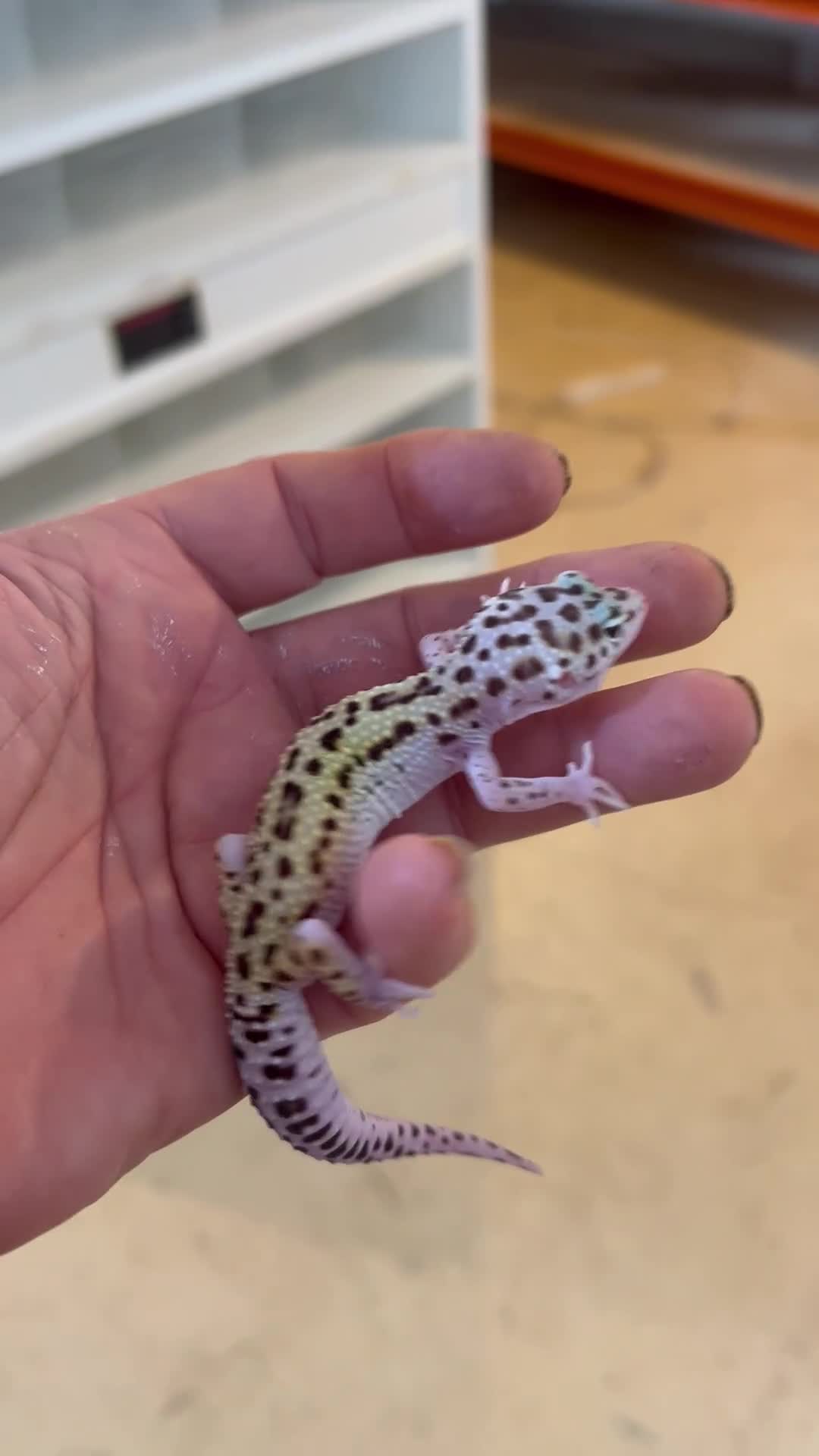 Leopard Gecko reptiles for sale: Leopard Gecko Babies - Video 1