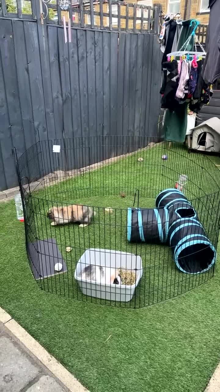 Mini Lop rabbits for sale: Ginger & coco  - Video 1