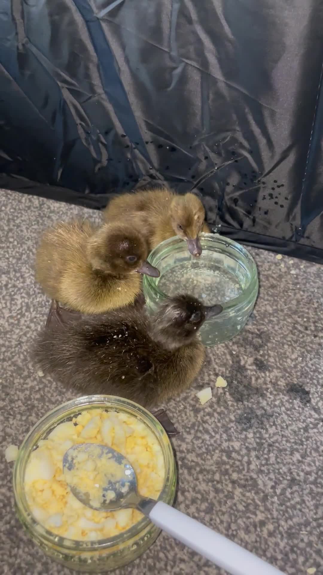 Ducks poultry for sale: Khaki Campbell ducklings  - Video 2
