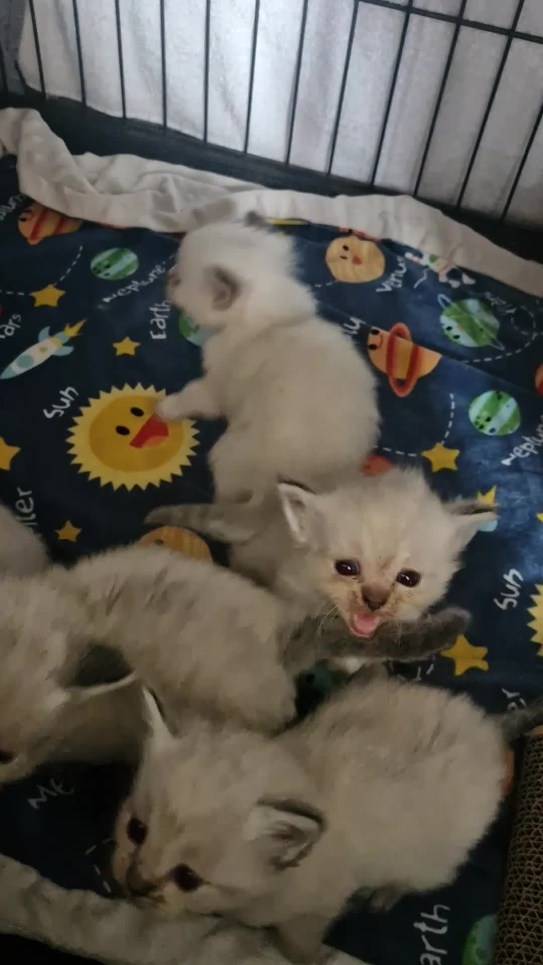 Ragdoll cats for sale: Ragdoll kittens in Porth - Video 1