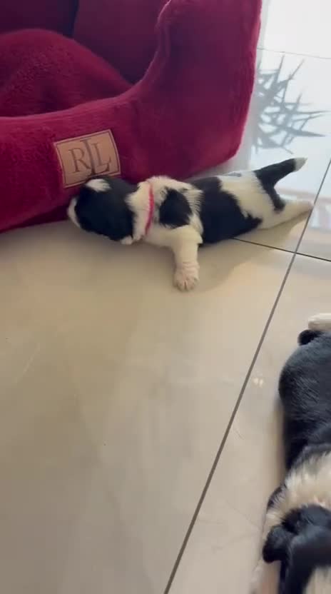Shih Tzu dogs for sale: ⭐⭐ Shih Tzu Puppies - Mum & Dad Here ⭐⭐ - Video 1