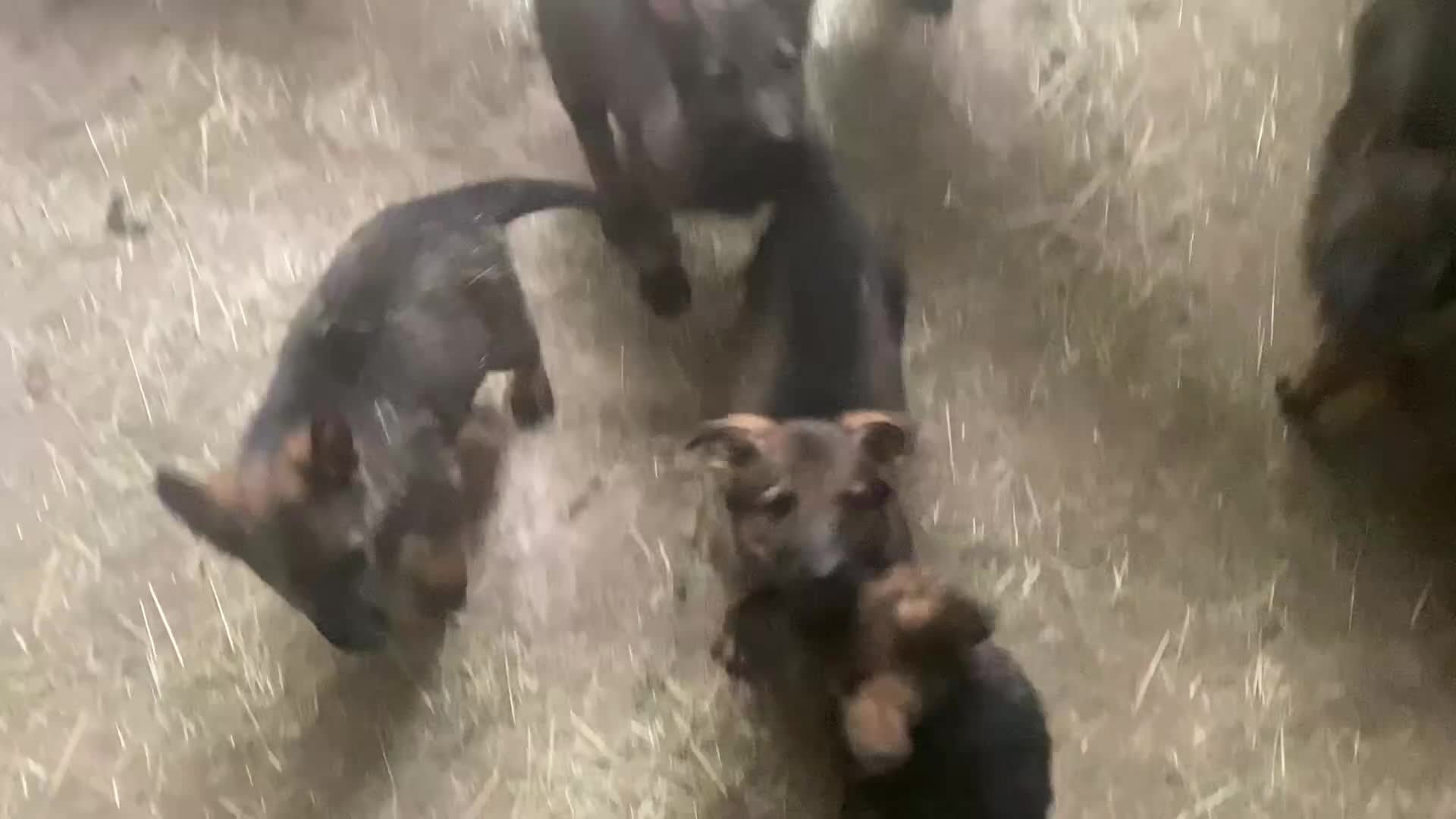 German Shepherd dogs for sale: Exceptional GSD Kc Czech working line  - Video 1