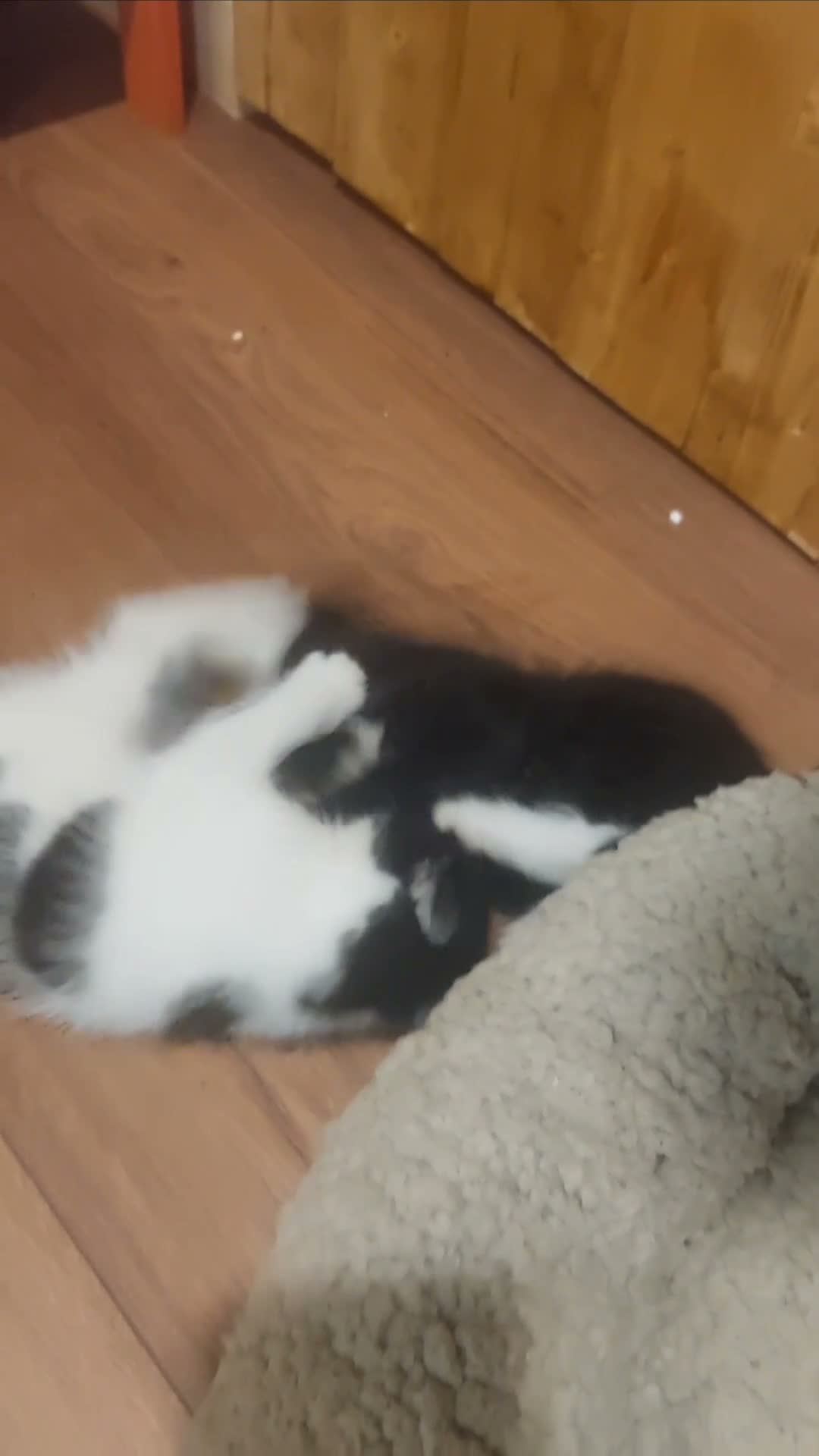 Mixed Breed cats for sale: Black and white kitten, a girl in Derby - Video 3