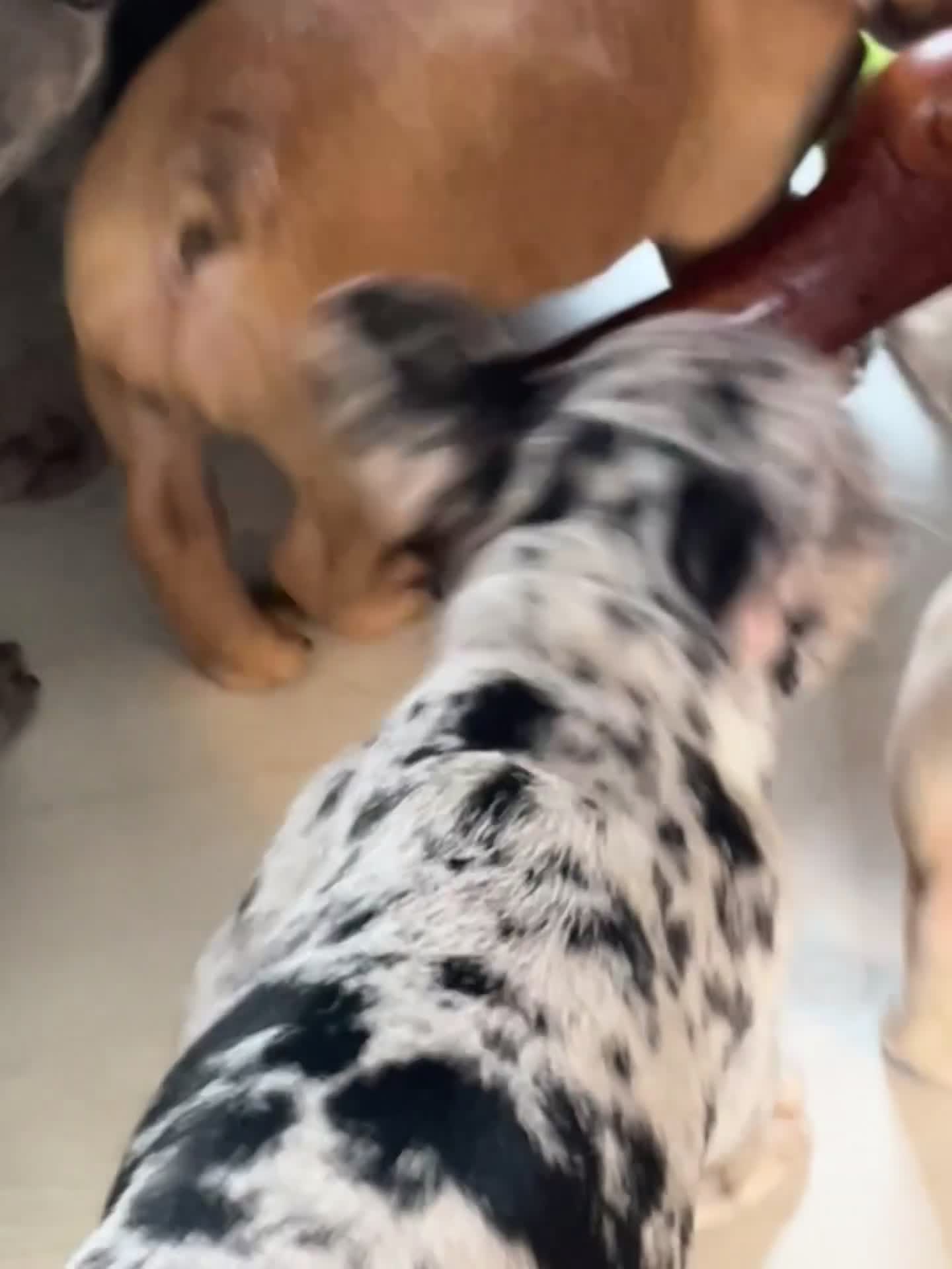 French Bulldog dogs for sale: 🚨🚨adorable Frenchie pups, cheapest prices 🚨🚨 - Video 1