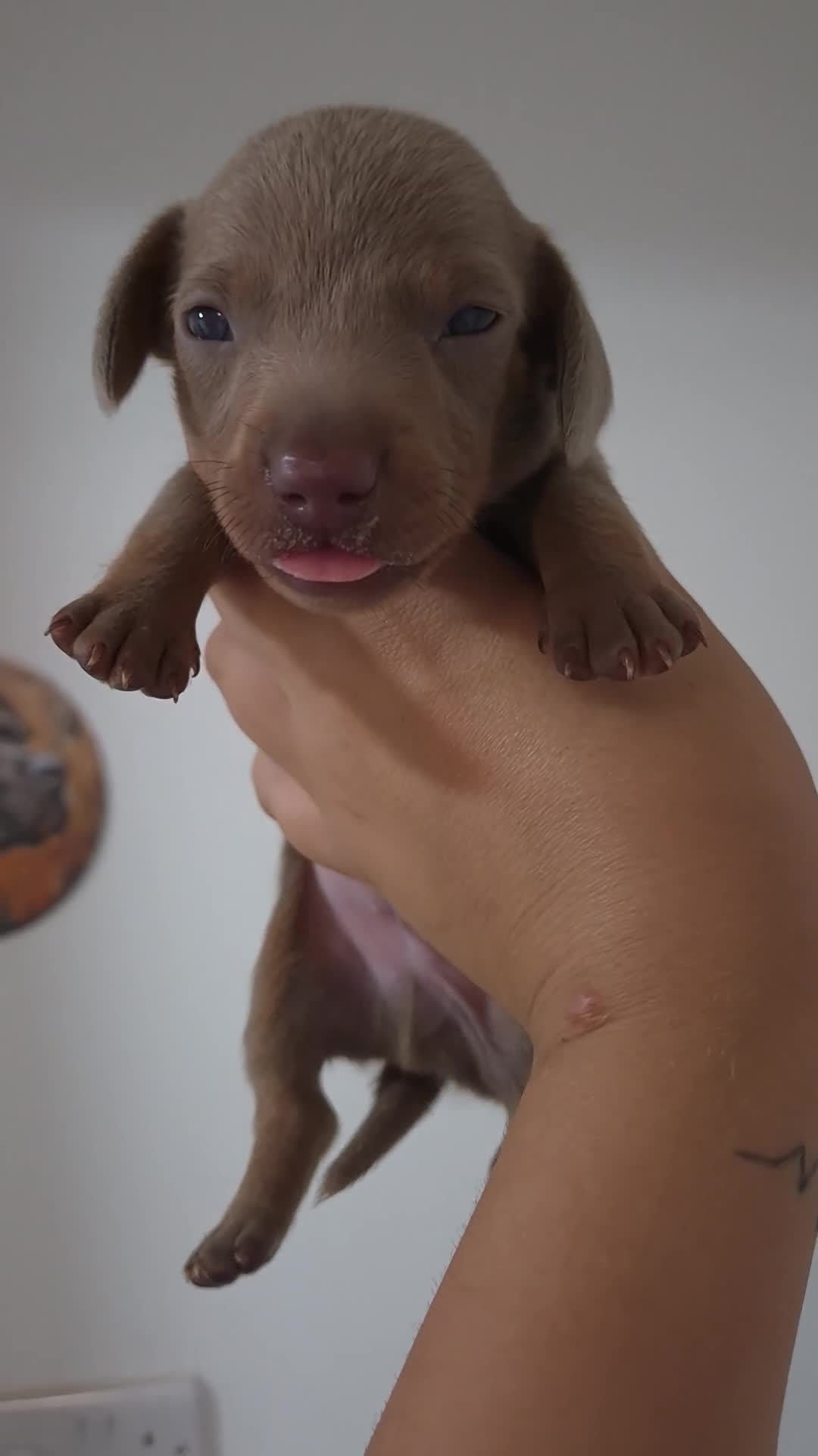 Miniature Dachshund dogs for sale: Amazing Miniature Dachshund puppies  - Video 1