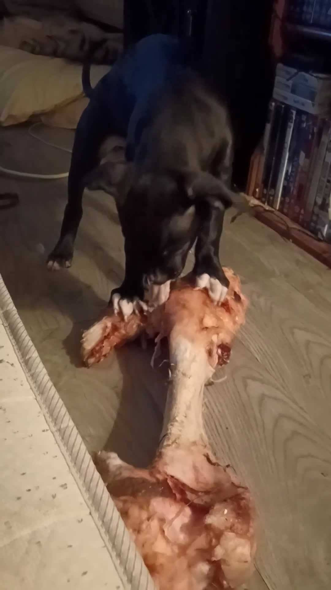 Mixed Breed dogs for sale: Narla  - Video 1