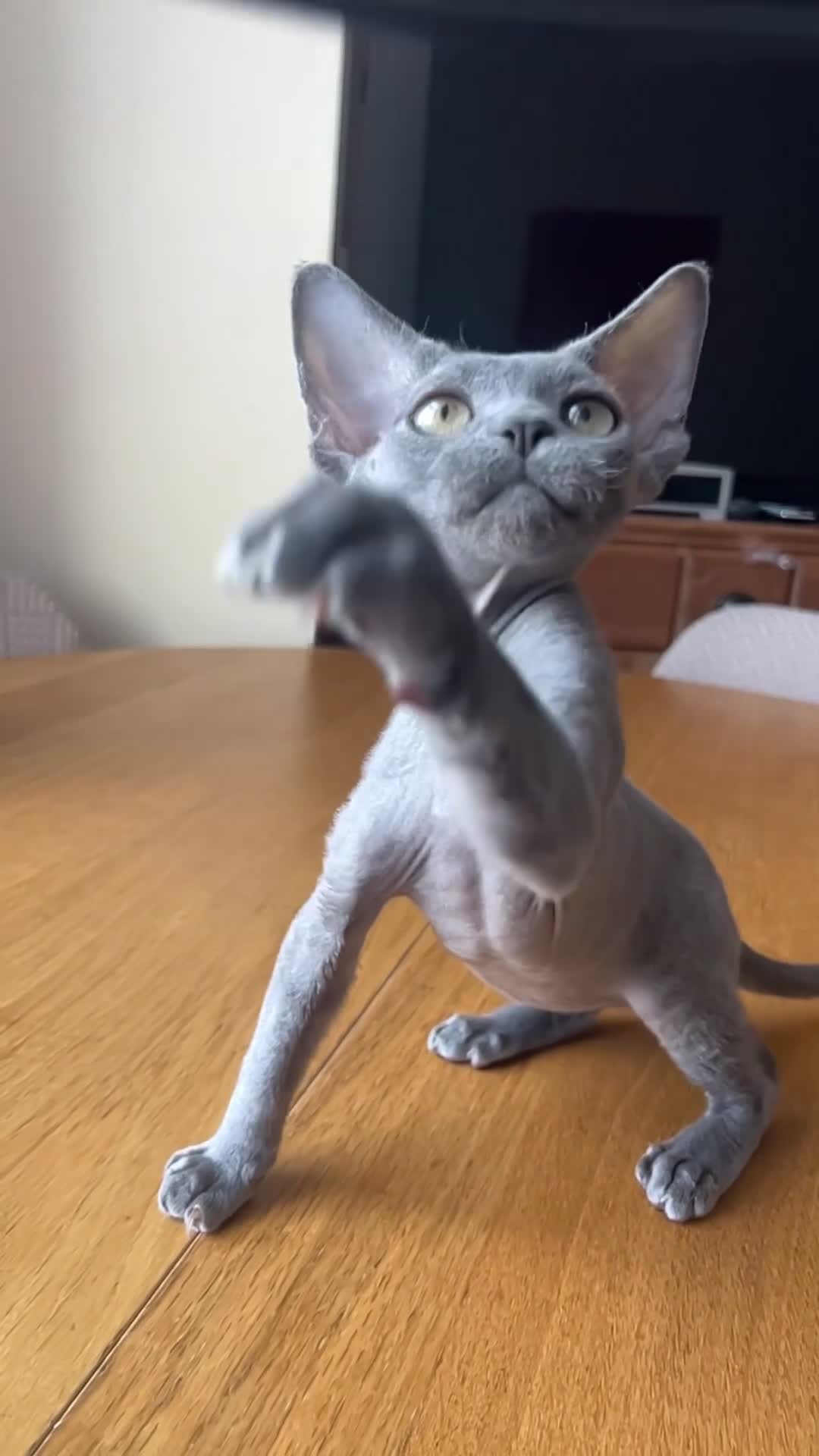 Devon Rex cats for sale: Solid blue pedigree kittens available  - Video 2