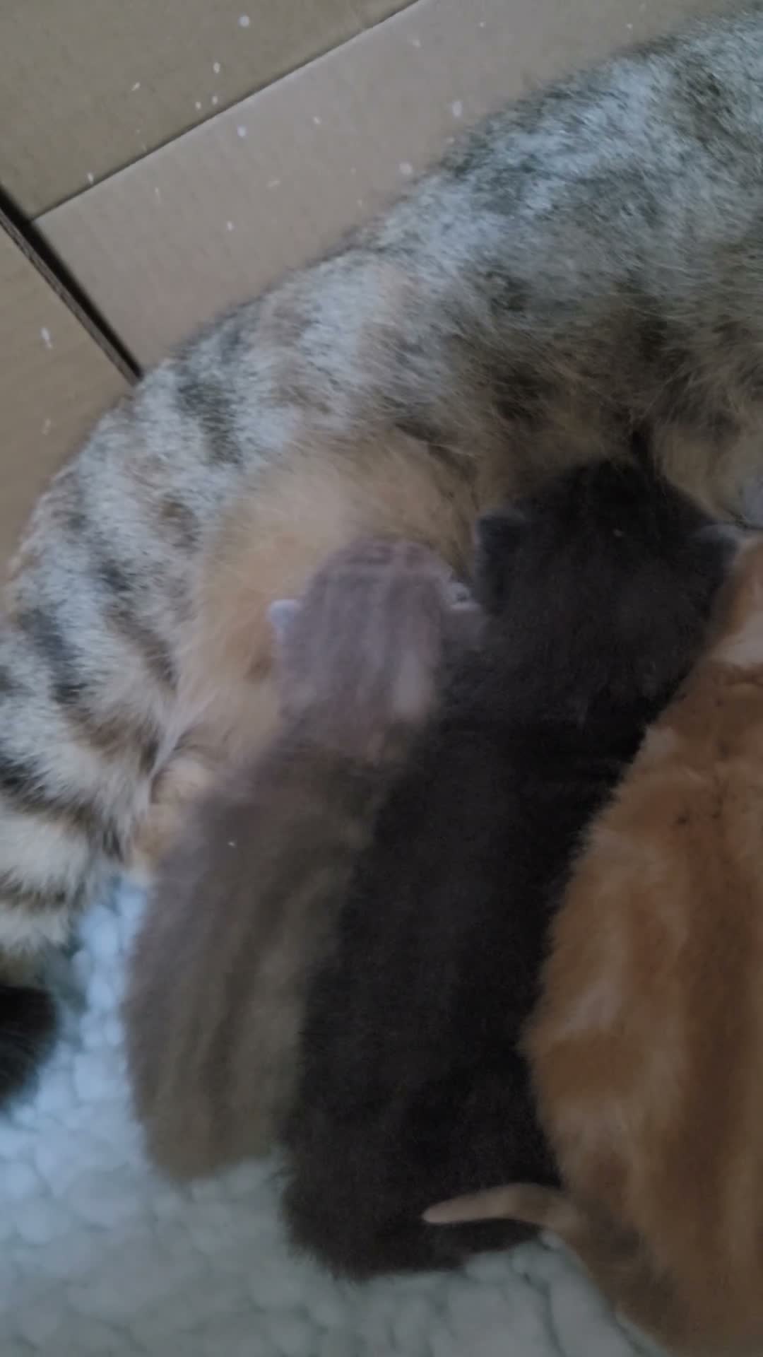 British Shorthair cats for sale: 5 beautiful bsh kittens  - Video 1
