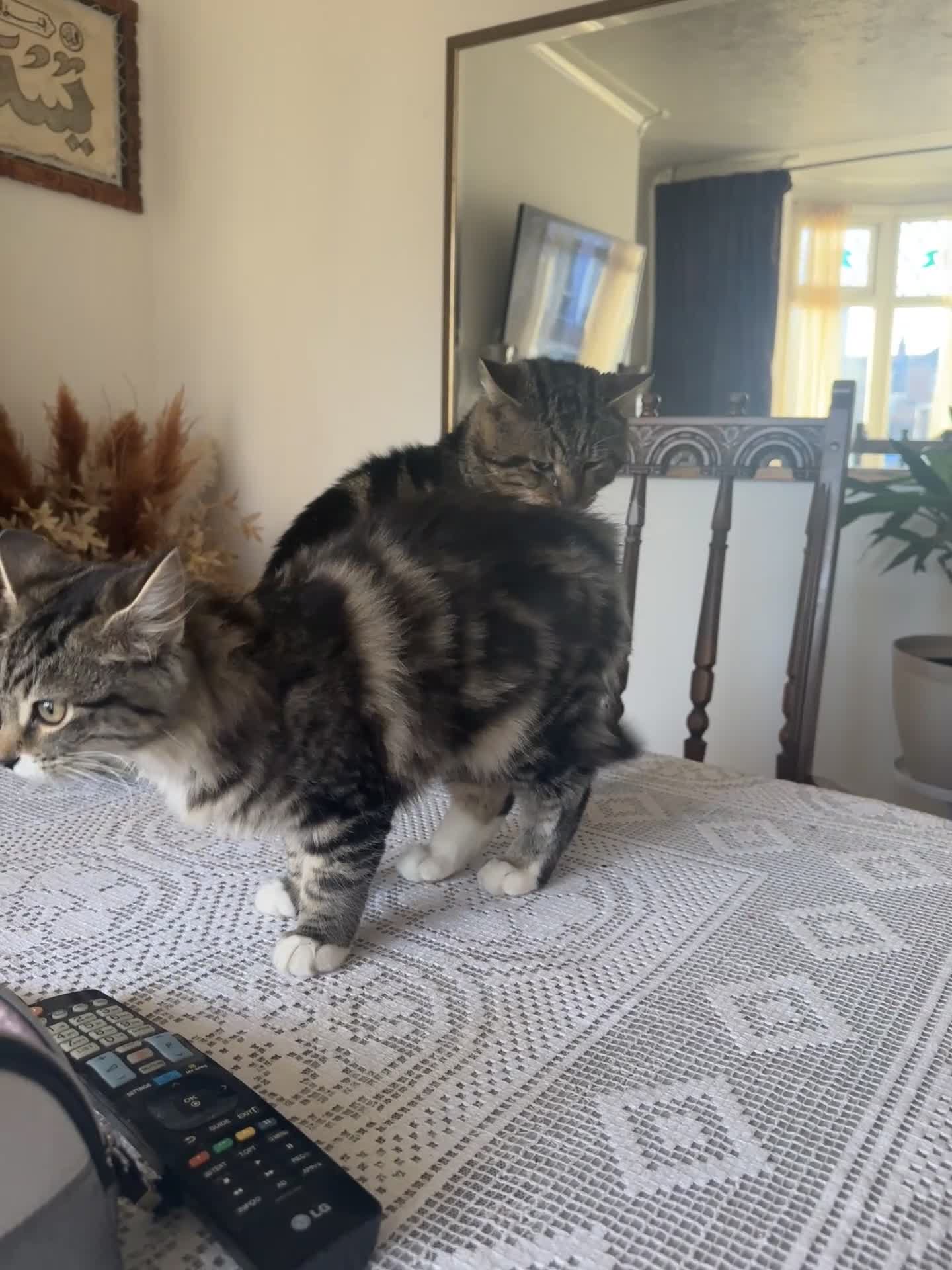 Mixed Breed cats for sale: Mixed breed (Bengal/Mainecoon/tabby) - Video 1