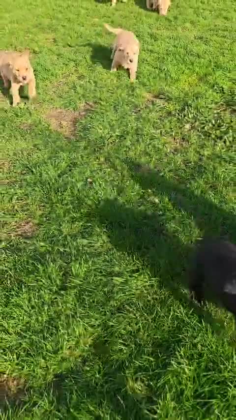 Labrador Retriever dogs for sale: Stunning Labrador Retriever Puppies Available - Video 1