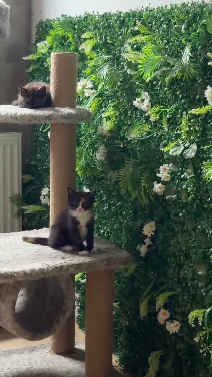 British Shorthair cats for sale: 2 Adorable BSH mixed breed kittens. - Video 2
