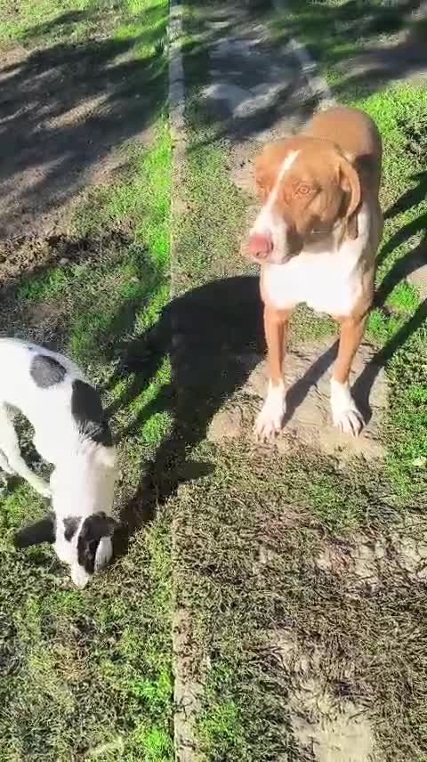 Mixed Breed dogs for adoption: 💖🐶 SISI 🐶💖 - Video 2