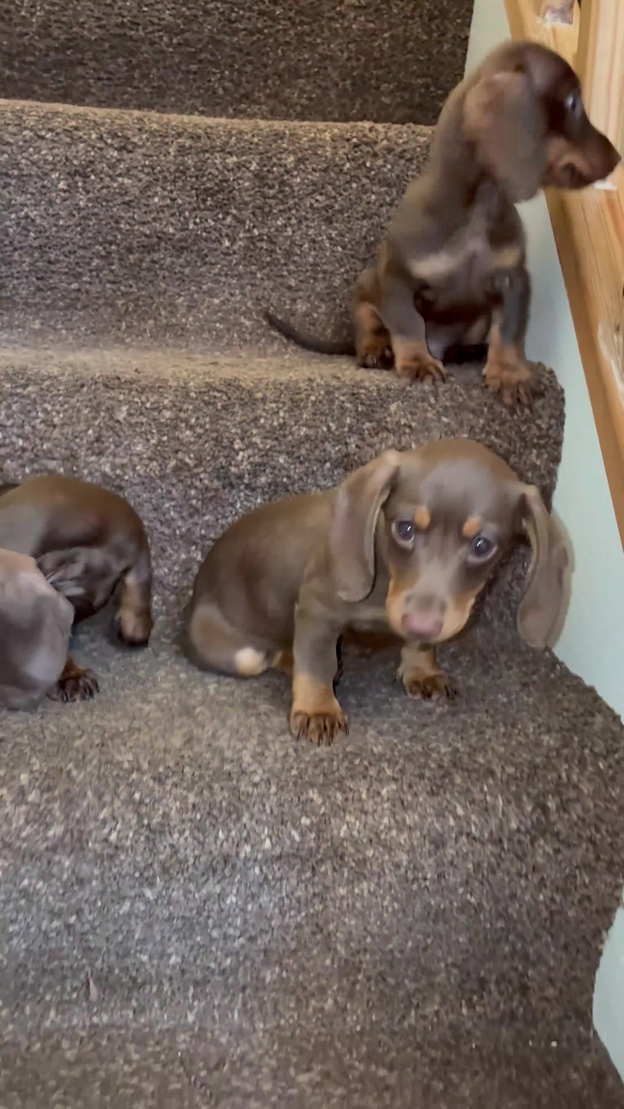 Miniature Dachshund dogs for sale: 3 Beautiful miniature dachshunds  in Bolton - Video 2