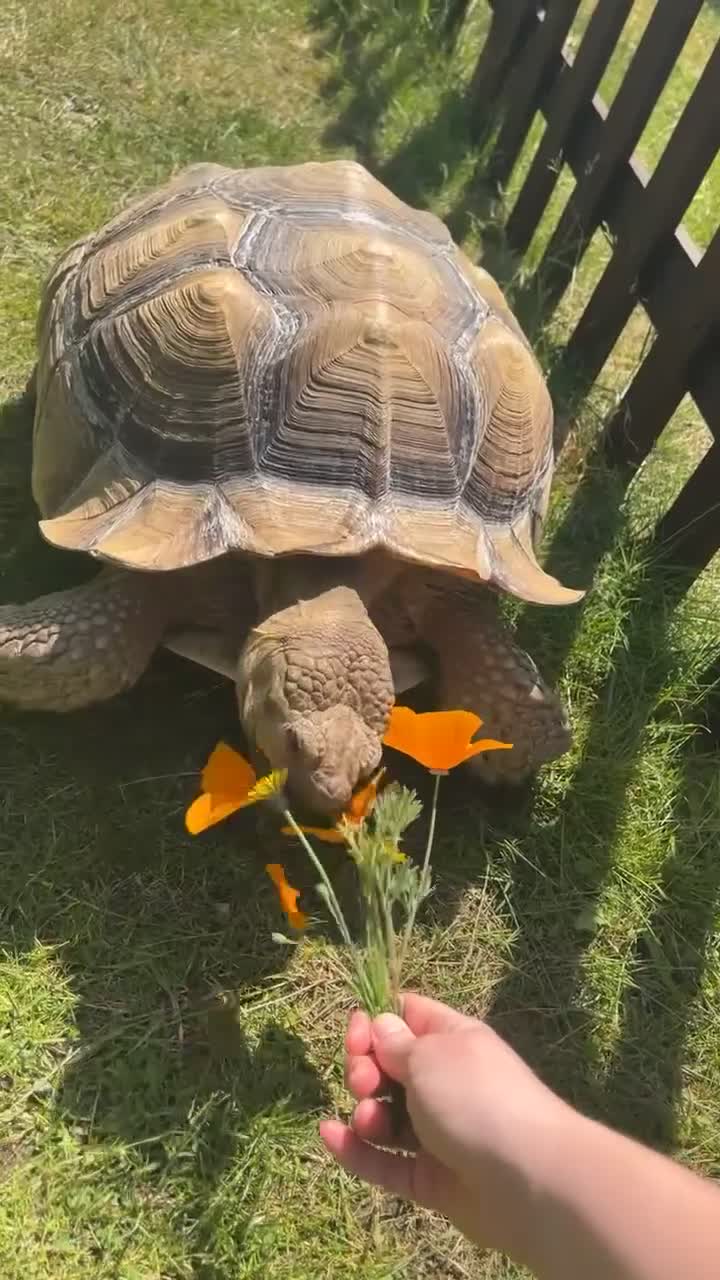 Tortoise reptiles for sale: Very Large Sulcata for sale  in Ipswich - Video 1