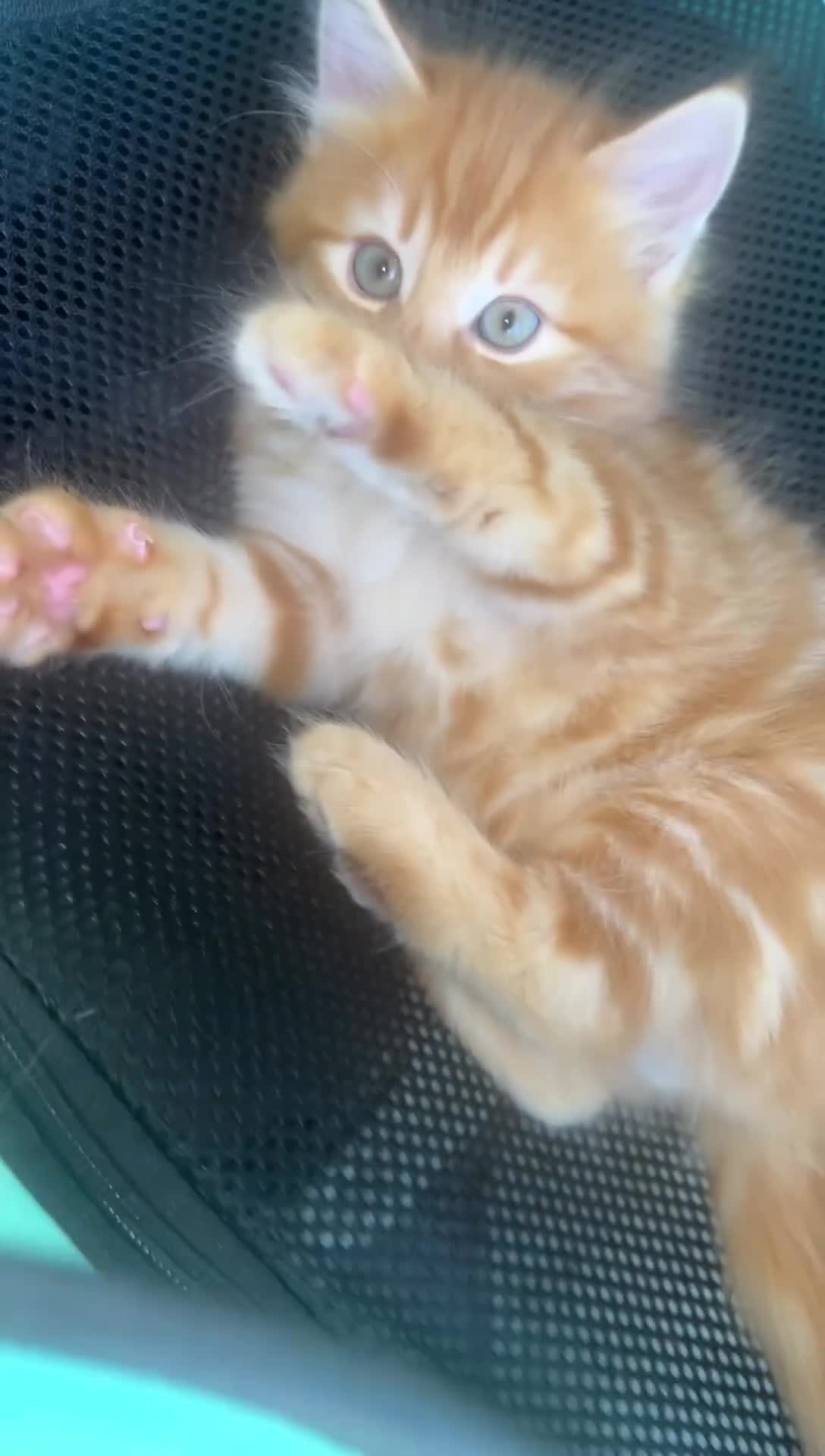 Bengal cats for sale: Kittens for sale - 2 girls, 3 boys ready this week - Video 2