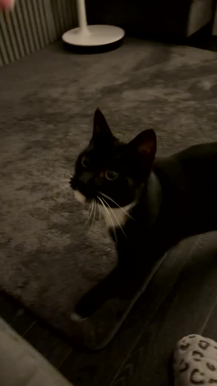 Domestic Shorthair cats for sale: Lovely Black & White Male Kitten - Video 1