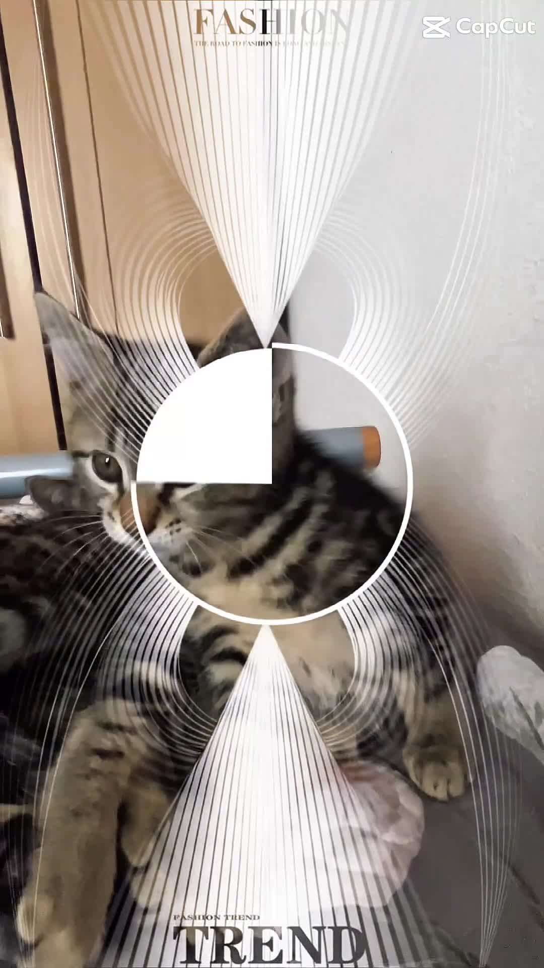 Mixed Breed cats for sale: Stunning Kittens looking for their forever homes - Video 1