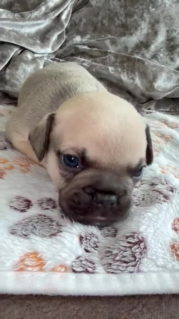 French Bulldog dogs for sale: Jnk Eastlnd - Video 2