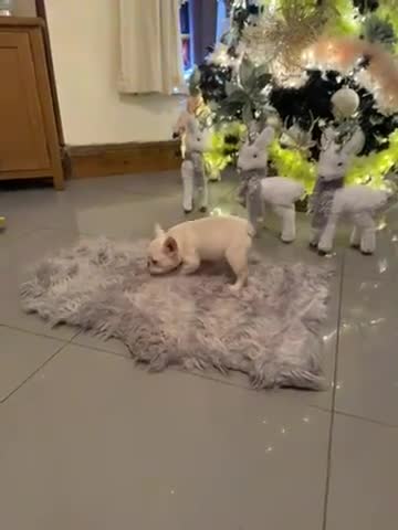 French Bulldog dogs for sale: French bulldogs  - Video 1