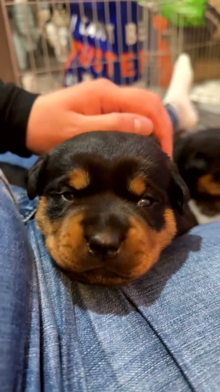 Rottweiler dogs for sale: Rottweiler pups looking for homes  - Video 2