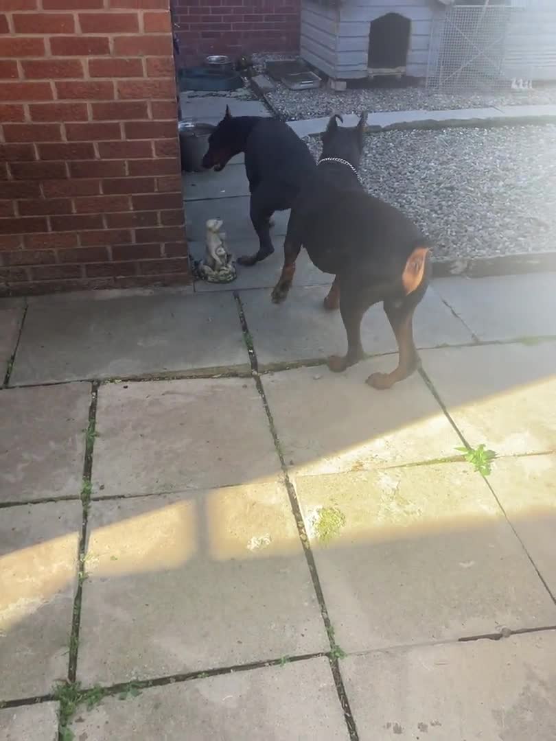 Dobermann dogs for stud: Kyro. in Colwyn Bay - Video 1