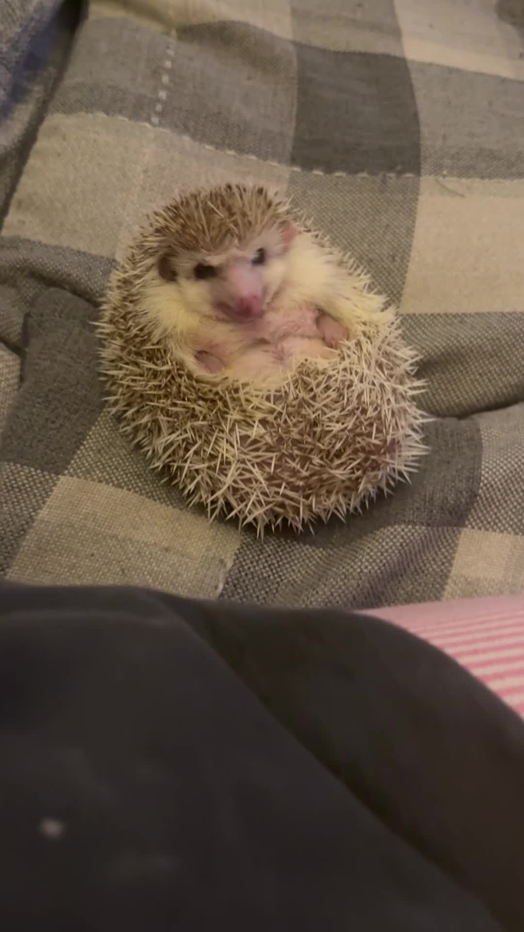 Pygmy Hedgehog rodents for sale: Hedgehog rehome  - Video 2