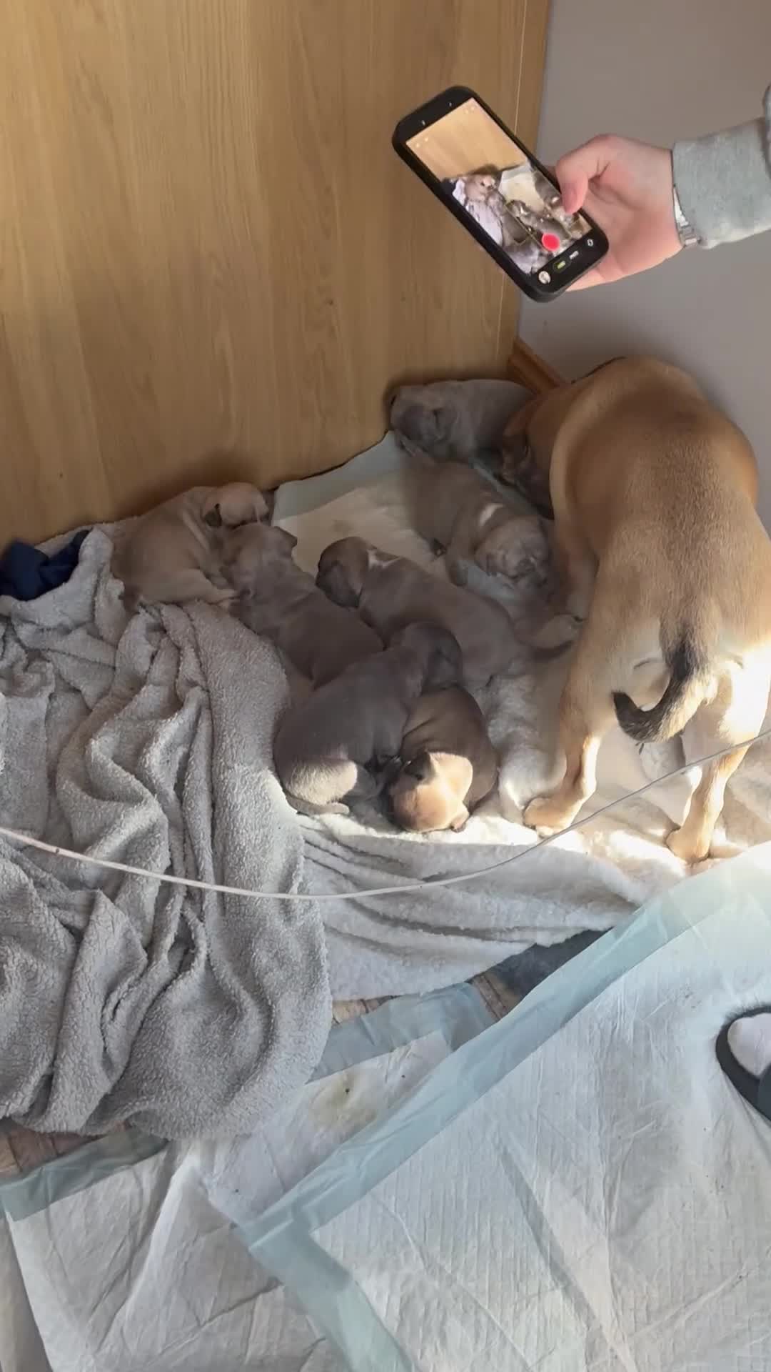 Frug dogs for sale: 7 Frug puppies in Banchory - Video 1