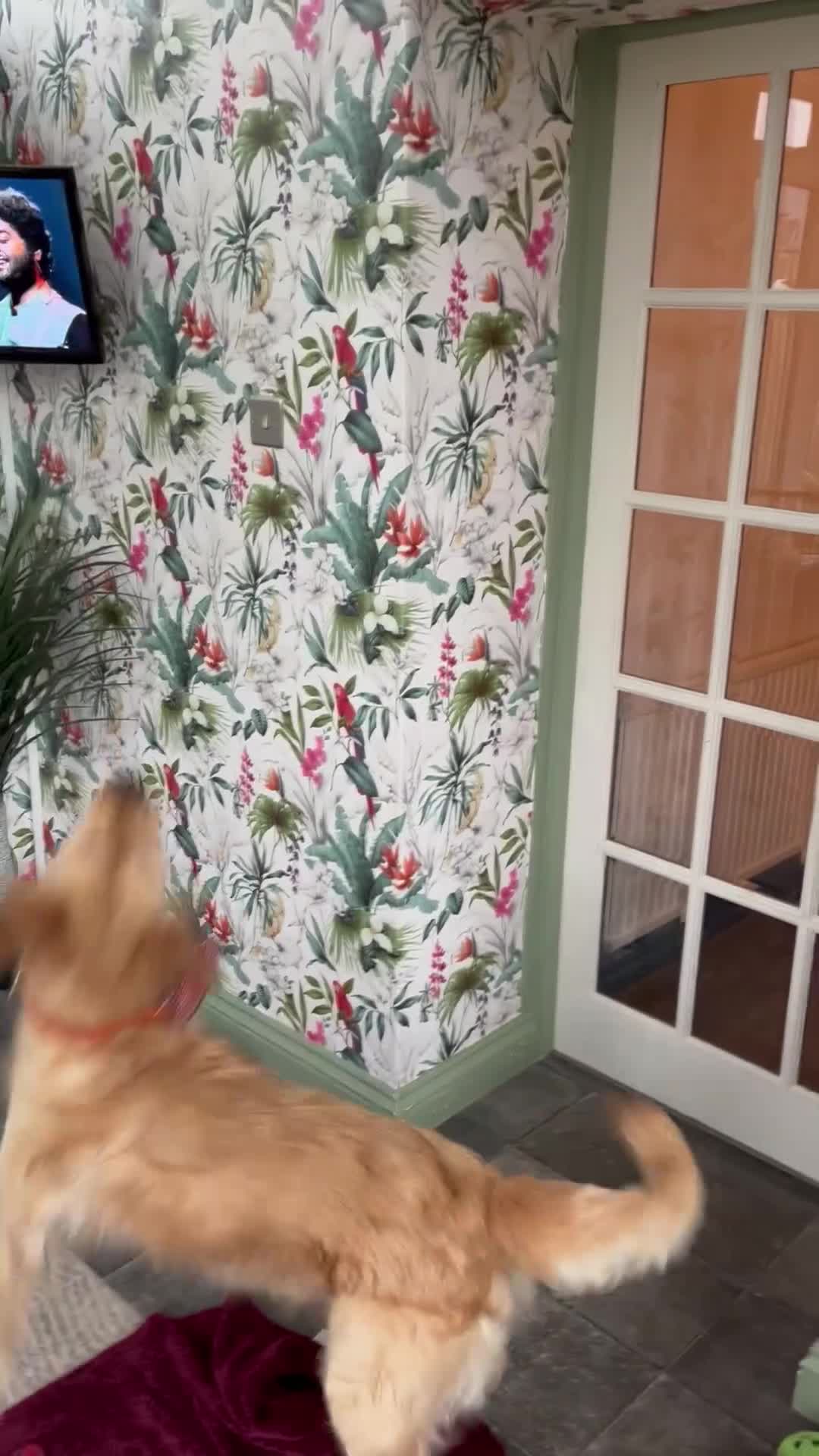 Golden Retriever dogs for stud: Beautiful Golden Retriever Stud  in London - Video 1