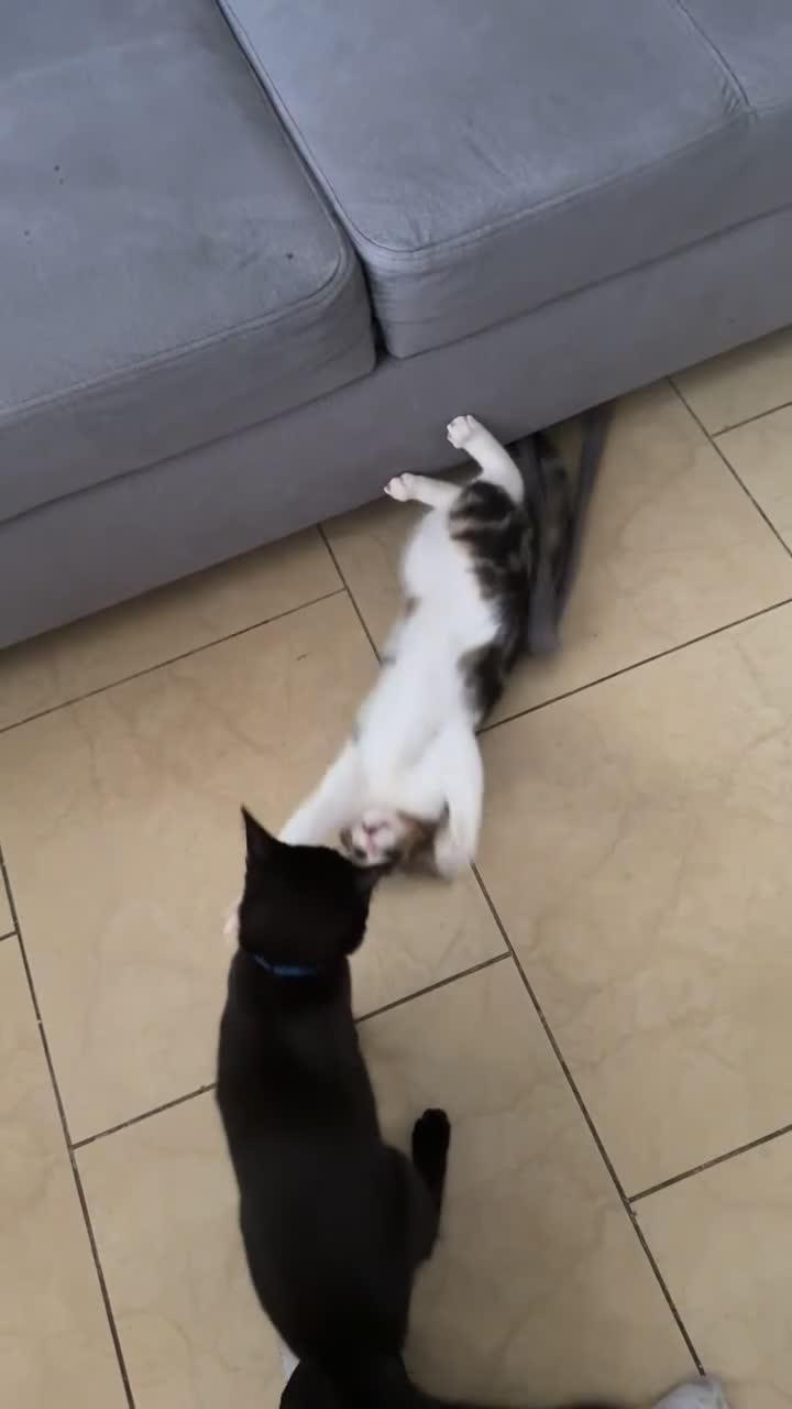 American Shorthair cats for sale: urgent selling of white kitten - Video 2