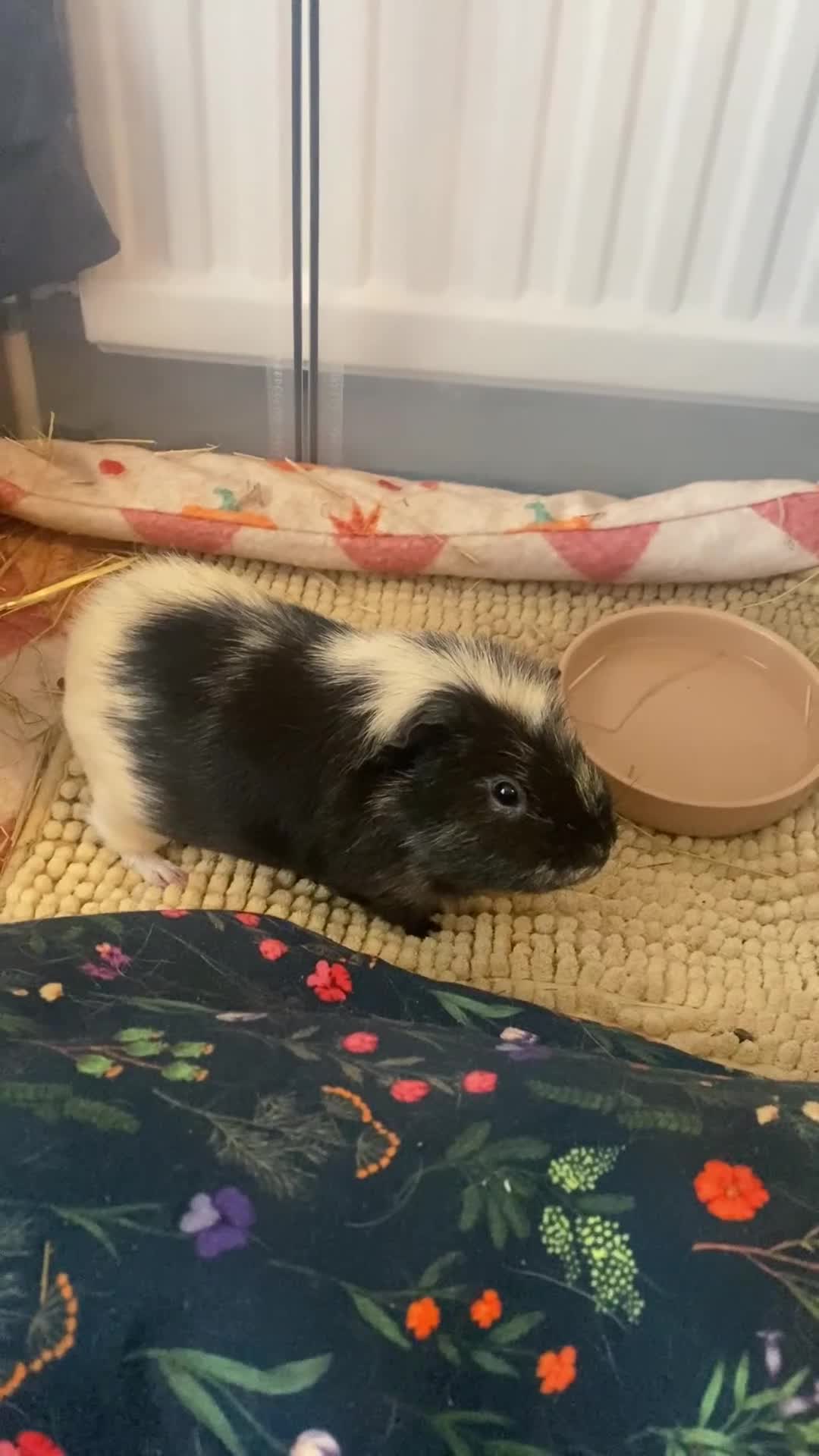 Guinea Pig rodents for sale: Forever home wanted🩵2 Male piggies  - Video 2