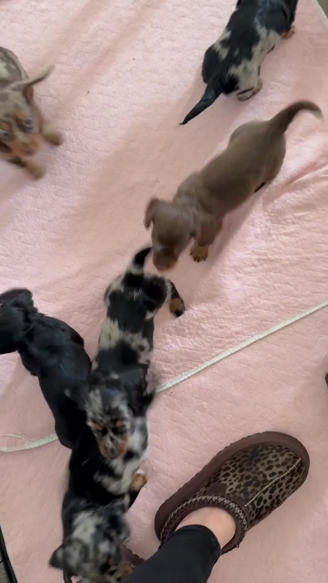 Dachshund dogs for sale: KEC REG MINIATURE LONG HAIRED dachshund puppies - Video 1