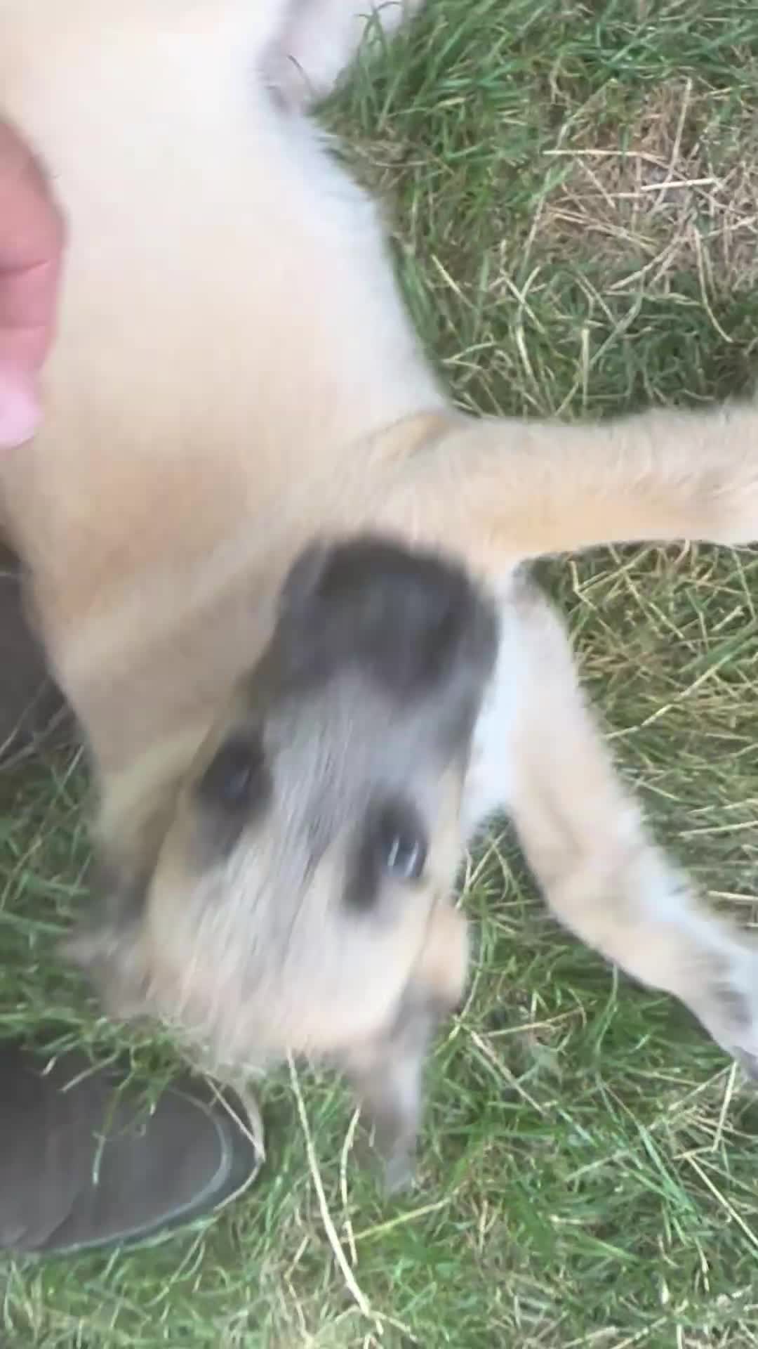 Irish Wolfhound dogs for sale: Irish wolfhound  - Video 1