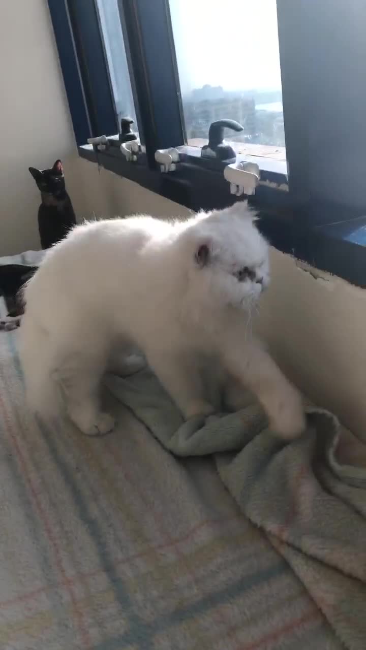 Persian cats for adoption: PRINCESS IS A CAT THAT WANT CUDDLES ALL DAY LONG ! - Video 3