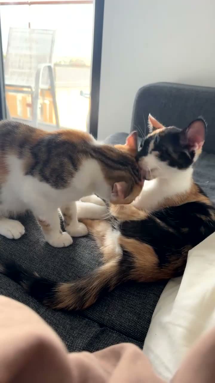 Mixed Breed cats for sale: CALICO KITTENS in Chesterfield - Video 2