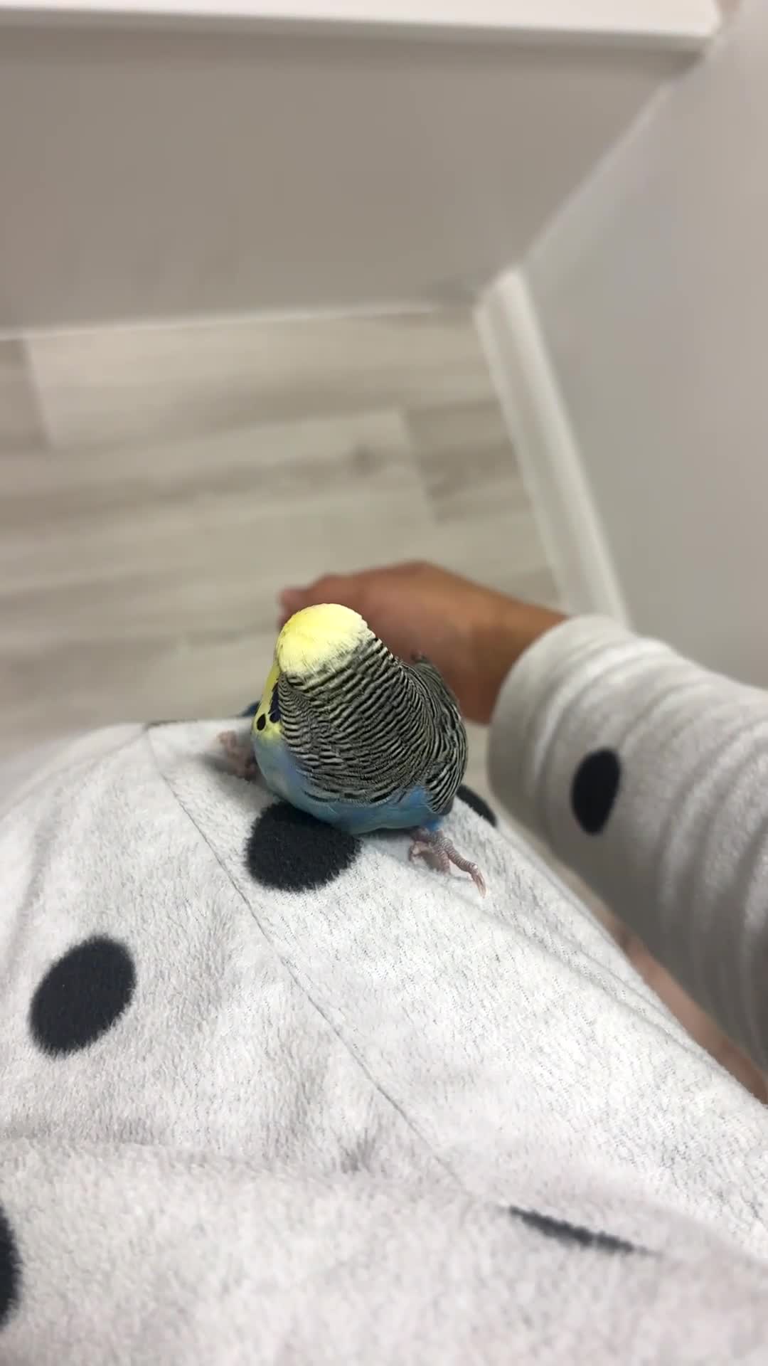 Budgerigars birds for sale: Hand tame male Budgie, with cage, food and toys! - Video 1